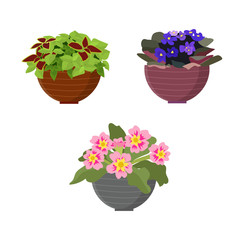 Blooming indoor plants in pots on a white background, isolate. Vector