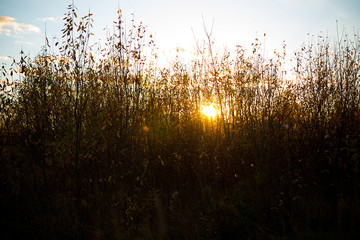 Obraz premium Evening sunset, the sun shines through the grass, selective focus