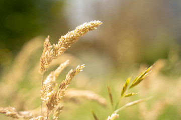 grass in the summer morning