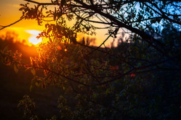 trees with green leaves, illuminated by the setting sun