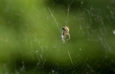 spider in spider web eating a prey