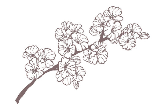 Hand drawn spring sakura, flowers, blooming tree branches, floral elements isolated on white background. Ink vector doodle sketch illustration for design cards, invitations, tattoo, coloring book