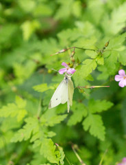 white butterfly pollinizing a plant