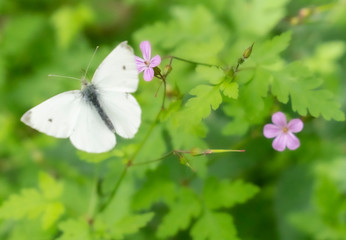 white butterfly pollinizing a plant