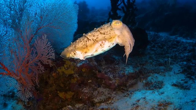 Cuttlefish close-up, changing colors and swimming over reef