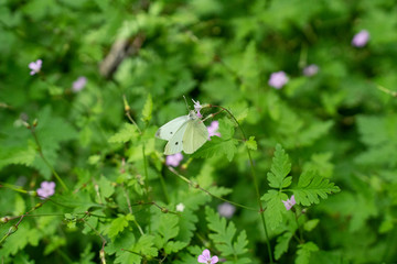 white butterfly pollinizing a plant