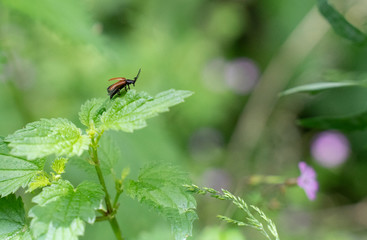 small bug on a leaf