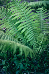 green fern leaf in the forest in spring