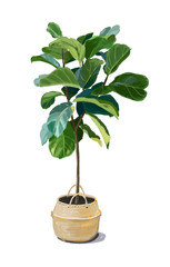 Fototapeta Ficus lyrata, ficus tree in a pot hand-drawn illustration obraz