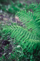 green fern leaf in the forest in spring