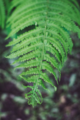 green fern leaf in the forest in spring