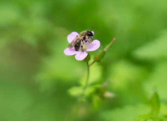bee pollinizing a plant