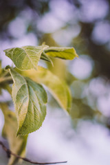 green leaves on a branch of apple tree in the garden in spring