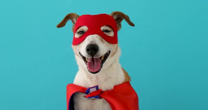 Dog super hero costume. little jack russell wearing a red mask for carnival party isolated blue background