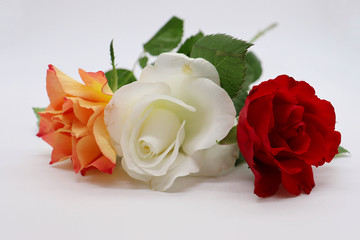 red, yellow and white rose on white background