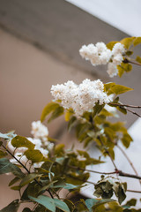 White lilac on the branch. Branch of lilac tree blossoms in spring in the city