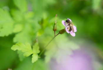 bee pollinizing a plant