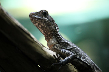 Toloque rayado, también conocido como basilisco marrón o rayado (Basiliscus vittatus)