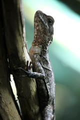 Toloque rayado, también conocido como basilisco marrón o rayado (Basiliscus vittatus)