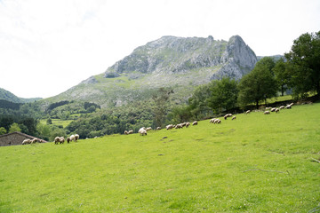 Fototapeta na wymiar sheeps eating grass in the basque country, spain