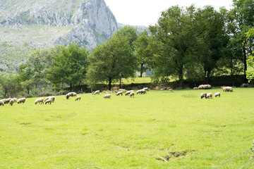sheeps eating grass in the basque country, spain