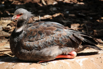 Ave llamada  chajá o chajá común​ (Chauna torquata)