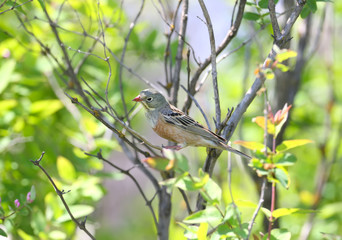 A male ortolan bunting (Emberiza hortulana) is photographed in blooming rapeseed against a beautiful blurry bright yellow background and blue sky.