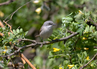 The lesser whitethroat (Sylvia curruca) sits on a branch of a shrub with yellow flowers and looks at the photographer. Close-up unusual photo
