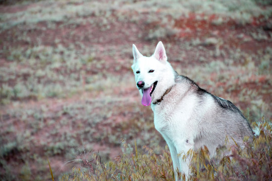 Siberian Husky, a dog on a background of nature.
