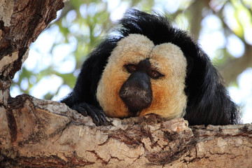 Sakí cariblanco, un primate neotropical. Pithecia pithecia (White-faced saki)