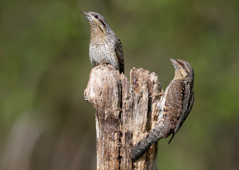 Family pairs of northern wryneck (Jynx torquilla) shot very close-up on a blurry background in interesting and amazing courtship poses