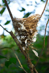 Bird's nest on the branches in the garden.