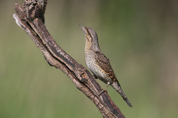 A single northern wryneck (Jynx torquilla) shot close up sitting on a branch against a beautifully blurred green background