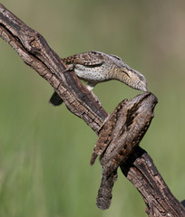 Family pairs of northern wryneck (Jynx torquilla) shot very close-up on a blurry background in interesting and amazing courtship poses