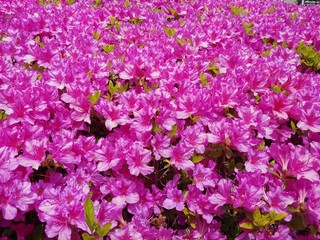 pink and white flowers