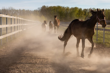 Domestic horses herd gallop on sandy terrain making dust. Fence on both sides. Freedom. Front view.
