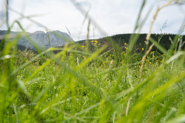 grass close up in summer