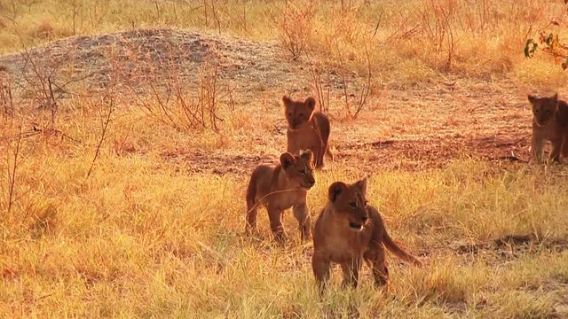 Little baby lions in Chobe National Park, Botswana