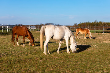 Three horses grazing grass on paddock during sunny spring day. Evening warm light, blue sky above.