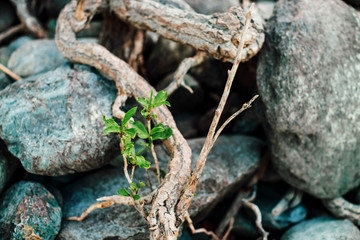 Small green sprout of tree grows from roots. Nature sunny background of beautiful roots of deciduous tree on stony shore. Tree grows on pile of stones. Vitality plants. Snags on boulders in sunlight.