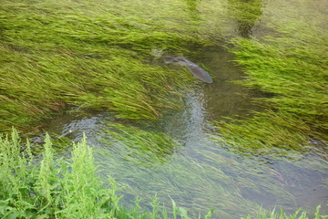 藻や水草が生える、清流の河川に群れで生息する鯉達