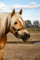 Haflinger horse portrait on paddock. Beauty light mane chestnut mare.