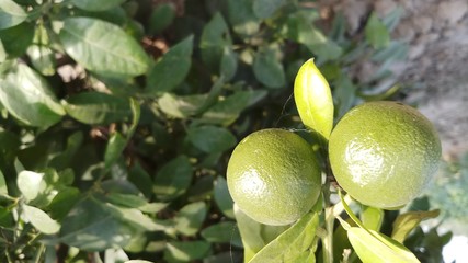 Green limes on a tree - Fresh lime citrus fruit high vitamin C in the garden farm agricultural with nature green blurbackground at summer