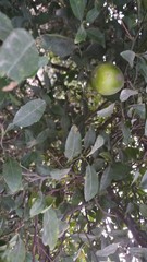 Green limes on a tree - Fresh lime citrus fruit high vitamin C in the garden farm agricultural with nature green blurbackground at summer