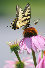 Eastern Tiger Swallowtail