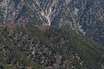 Fototapeta na wymiar mountain landscape with pine trees