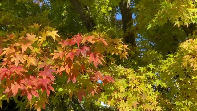 Autumn leaves in the park. Nature video scene close up of colorful maple leaves blowing by the wind. Maple leaves are changing colors in the autumn. Nature concept