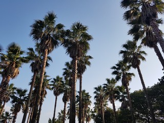 Obraz na płótnie Canvas palm trees against the sky