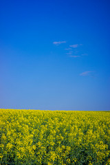 Fototapeta premium Rapeseed field on a sunny day with clear skies