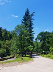 Walking road along the Borjomi National Park in summer